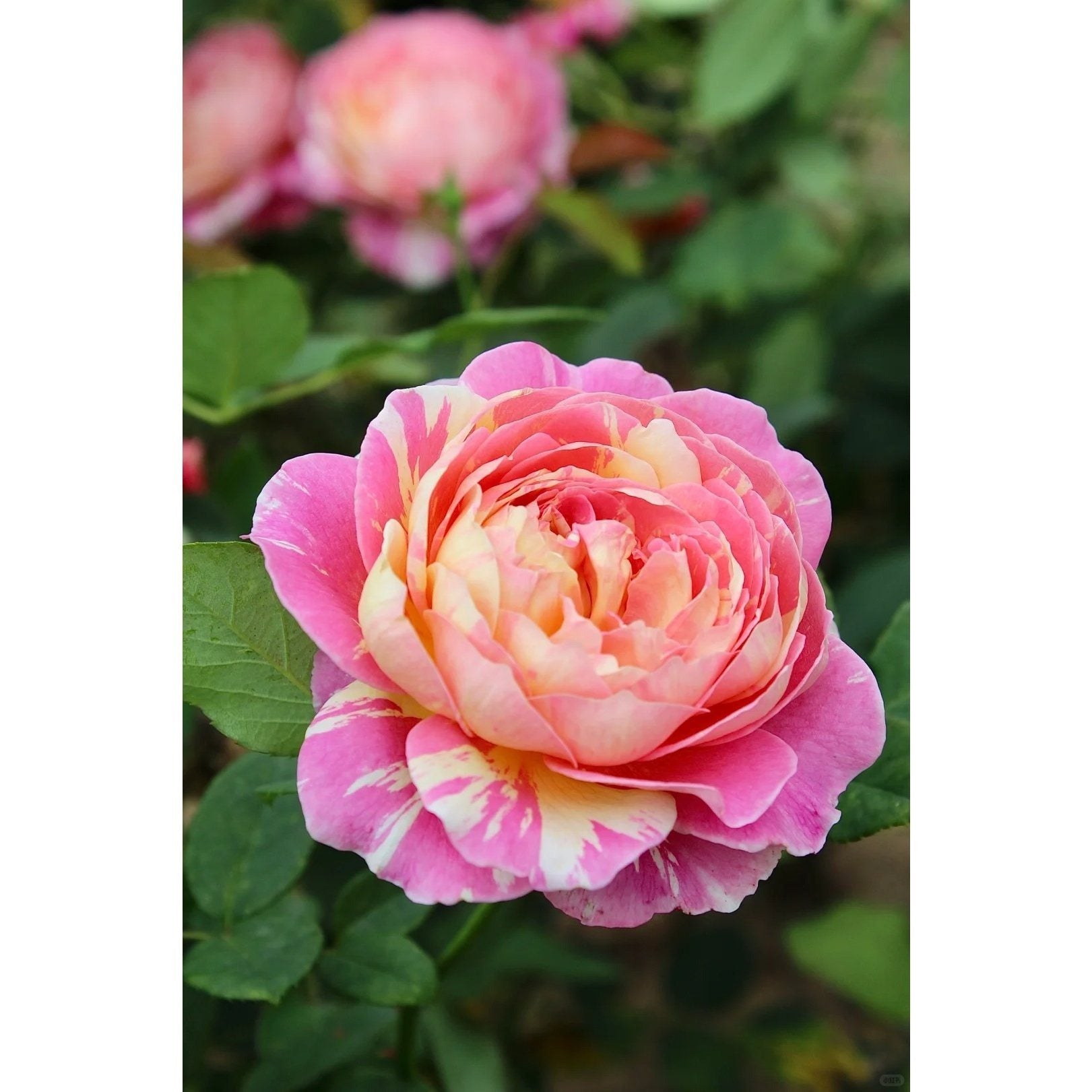 Premium Monet Art Stripe Rose 5-Year-Old Stump Seedling (Not Seeds!)