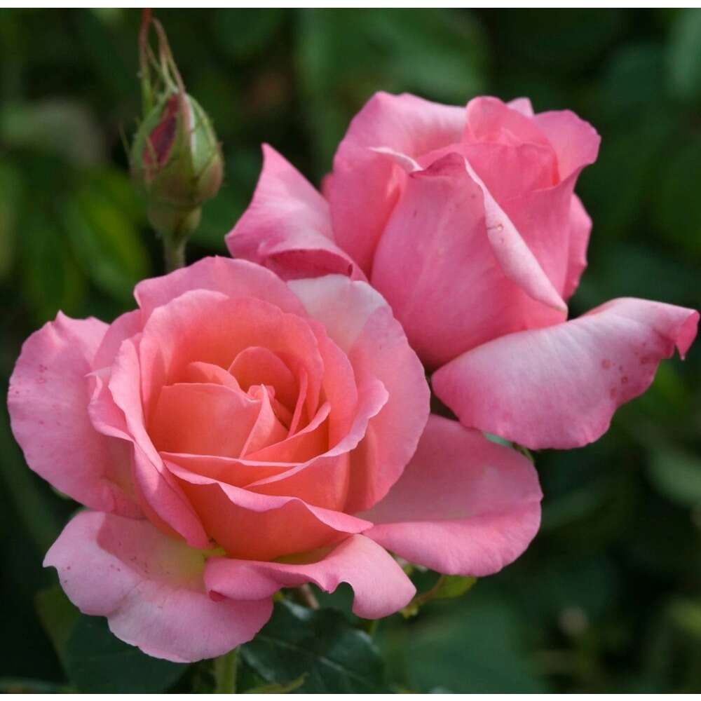 Neekseed garden- Sowing 100 Pink Rose - Easy to Plant Maintain