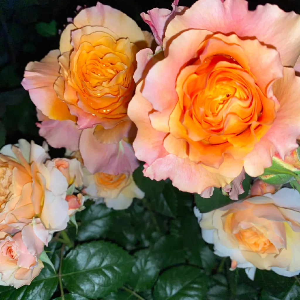 Premium Orange-Purple Fire Spirit Rose Old Stem Seedling (Not Seeds!)