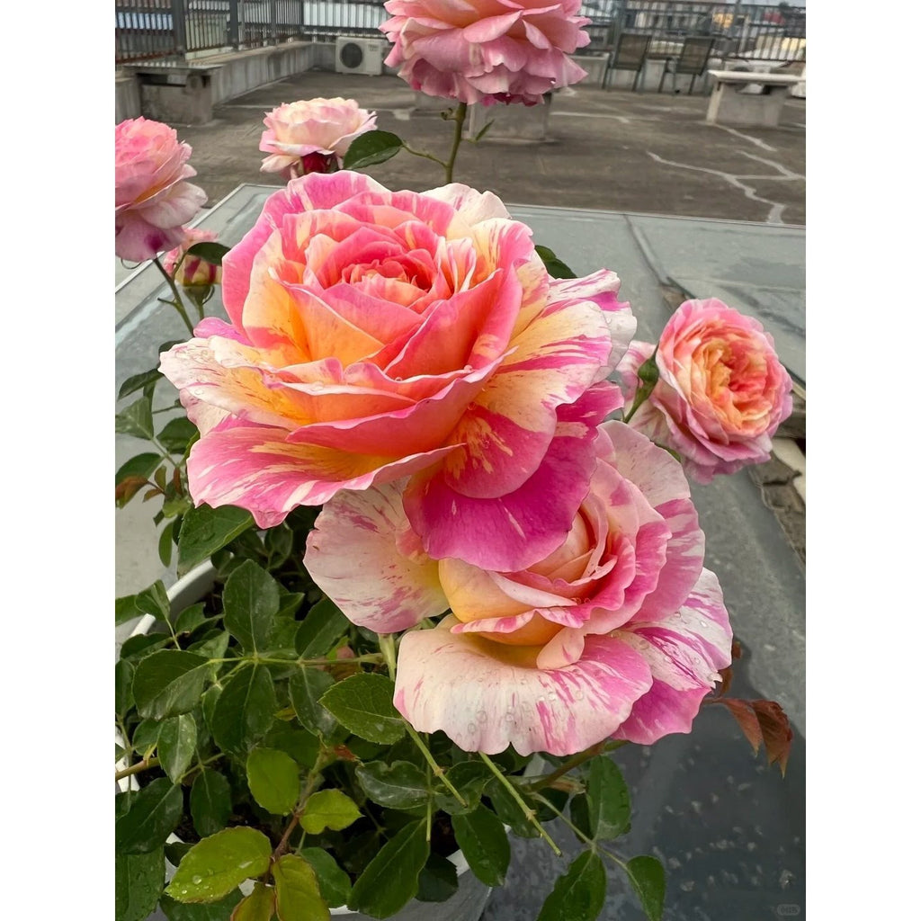 Premium Monet Art Stripe Rose 5-Year-Old Stump Seedling (Not Seeds!)