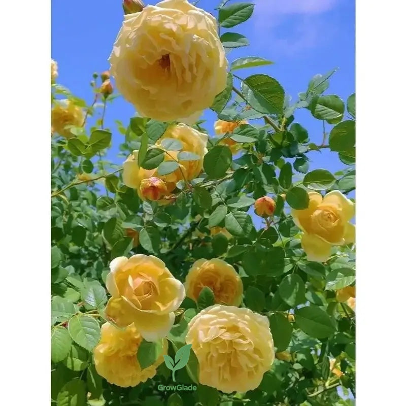 2 Michelangelo rose seedlings | Fragrant yellow roses, easy to grow from the roots