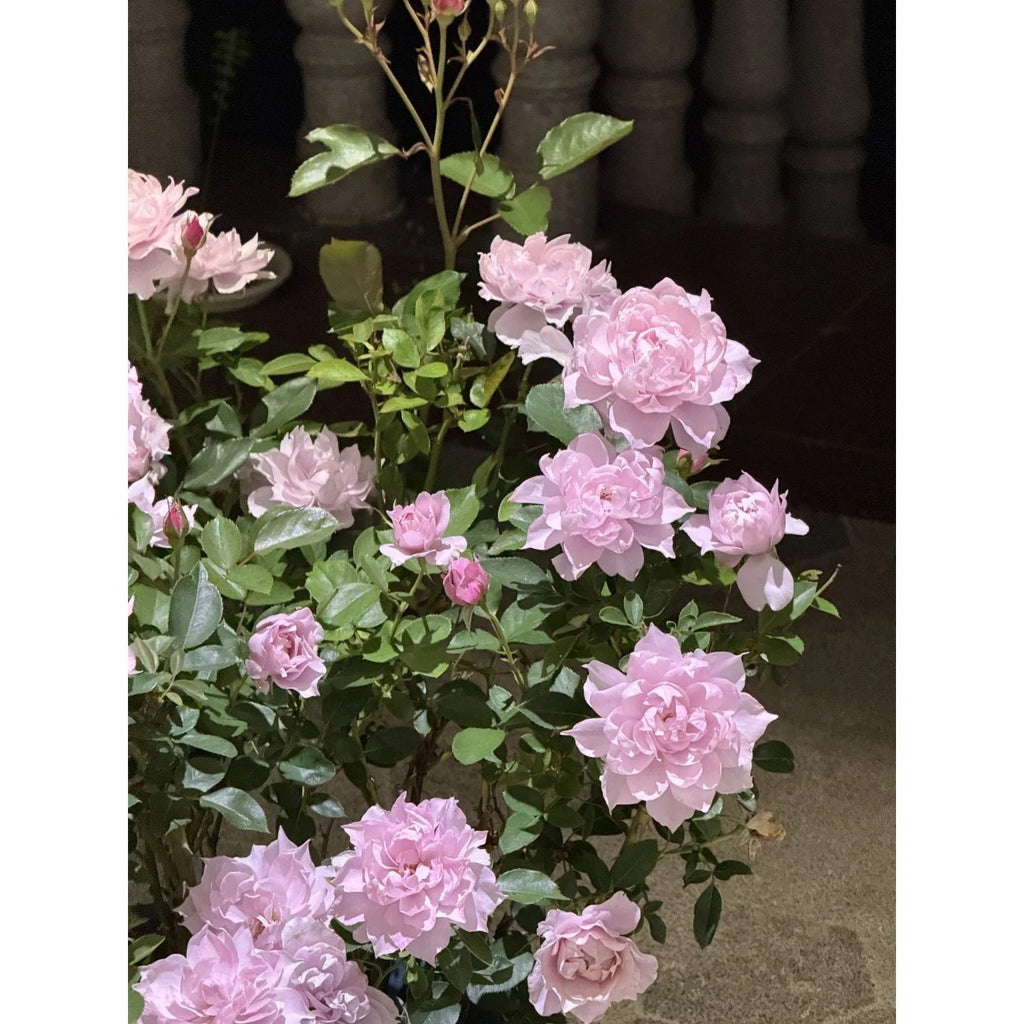 5 PCS 5-year mature rose plant: A living plant not seeds
