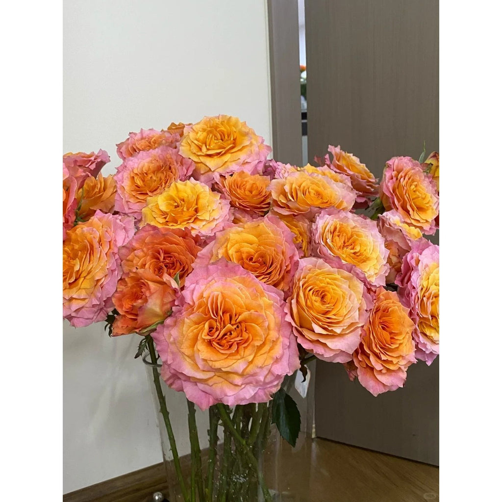 Premium Orange-Purple Fire Spirit Rose Old Stem Seedling (Not Seeds!)