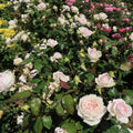 Neekseed garden- Sowing 100 Pink Rose - Easy to Plant Maintain