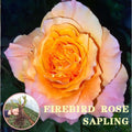 Premium Orange-Purple Fire Spirit Rose Old Stem Seedling (Not Seeds!)