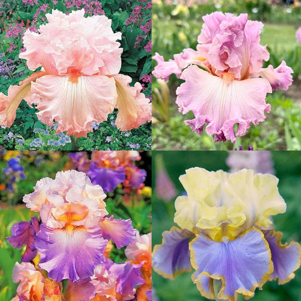 300seeds Perennial Iris Seeds for Planting-Rare Variety Herb Flower Seeds Blooms all year round