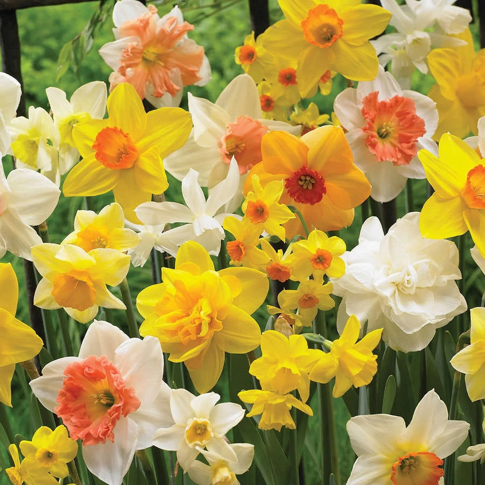 15 Narcissus Bulbs (2 lb), Perennial Plant Bulbs, Deer Resistant Flower Bulbs