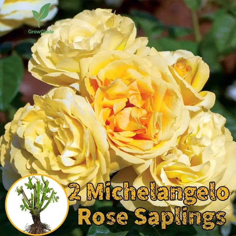 2 Michelangelo rose seedlings | Fragrant yellow roses, easy to grow from the roots